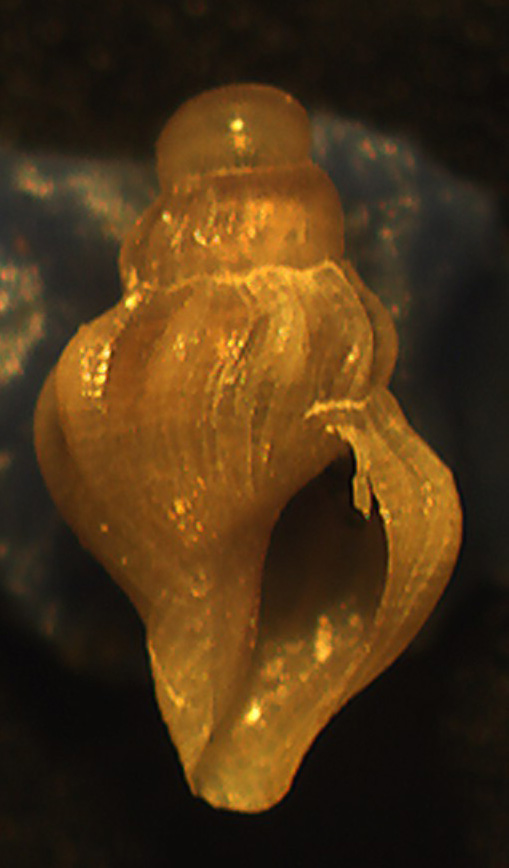 juvenis da identificare